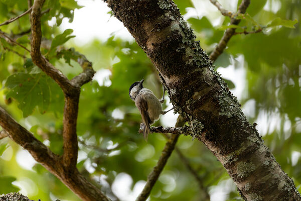 Mésange nonnette