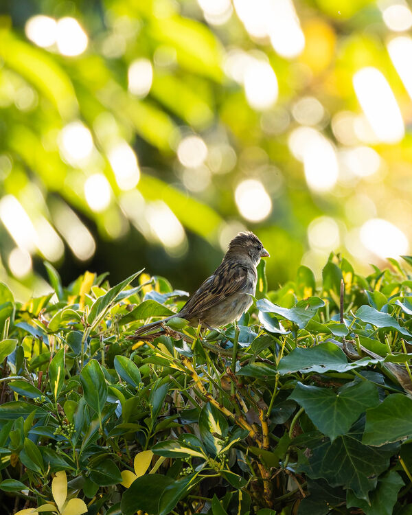 Moineau domestique