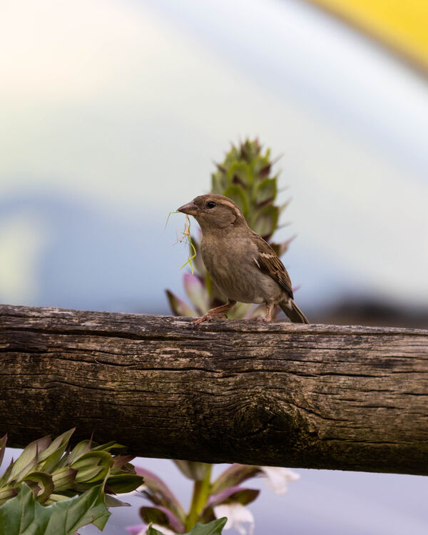 Moineau domestique
