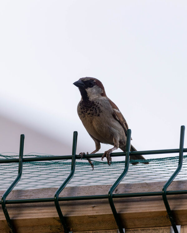 Moineau domestique