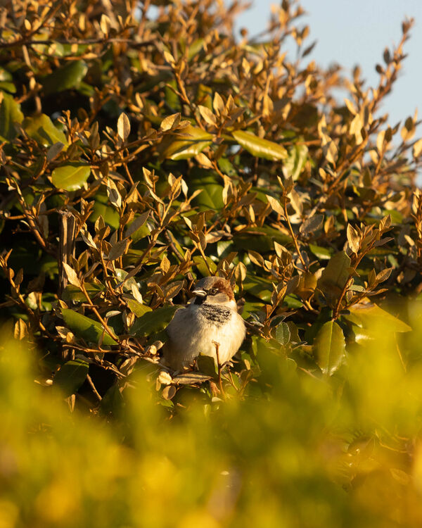 Moineau domestique