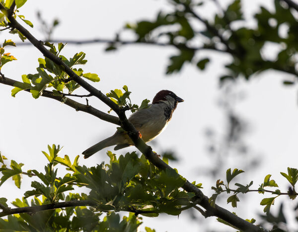 Moineau domestique