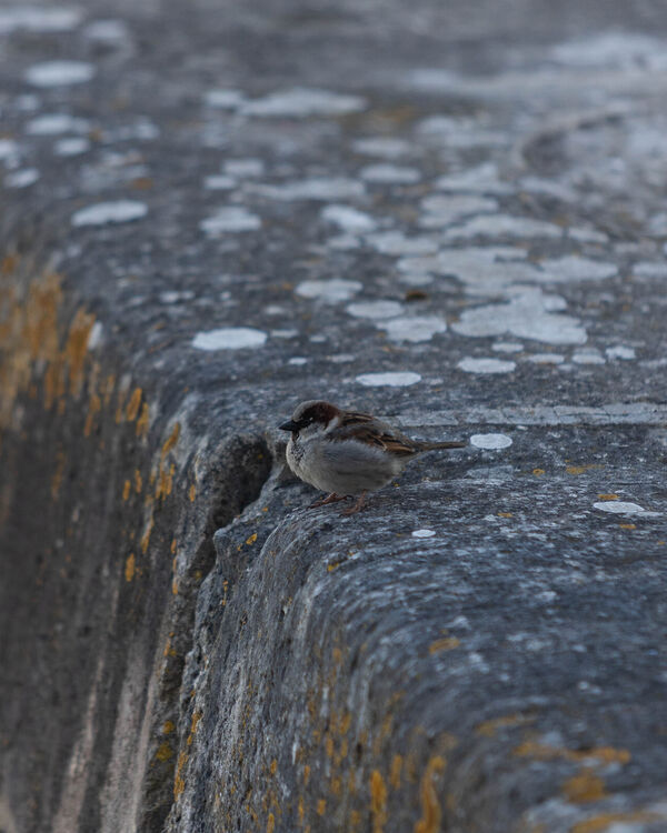 Moineau domestique