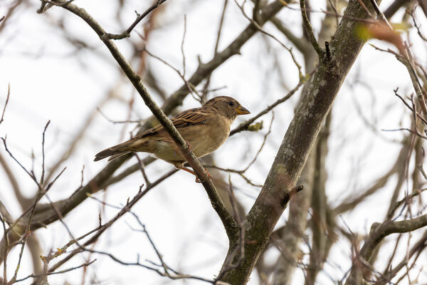 Moineau domestique
