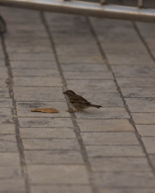 Moineau domestique
