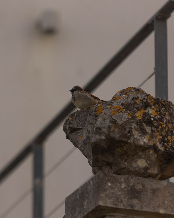 Moineau domestique