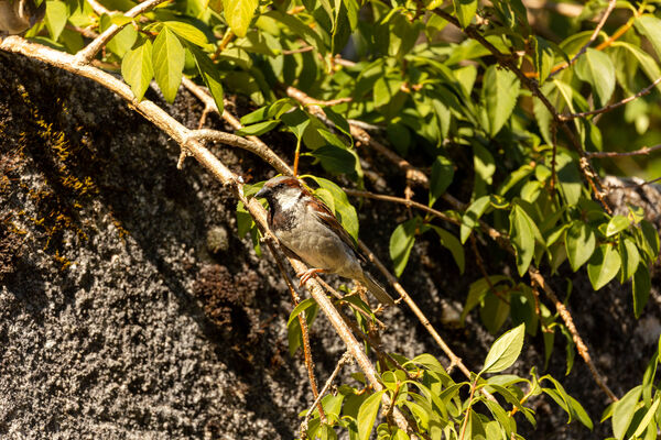 Moineau domestique
