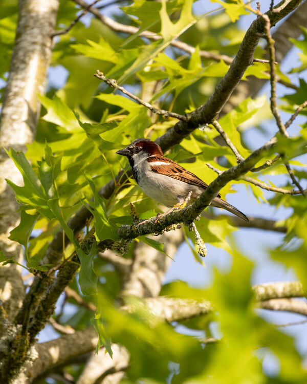 Moineau domestique