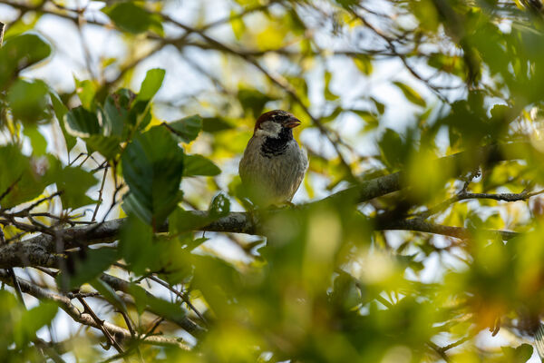Moineau domestique