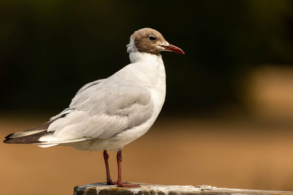Mouette rieuse