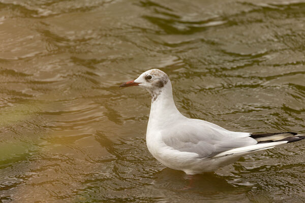 Mouette rieuse