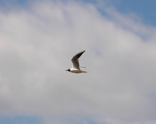 Mouette rieuse