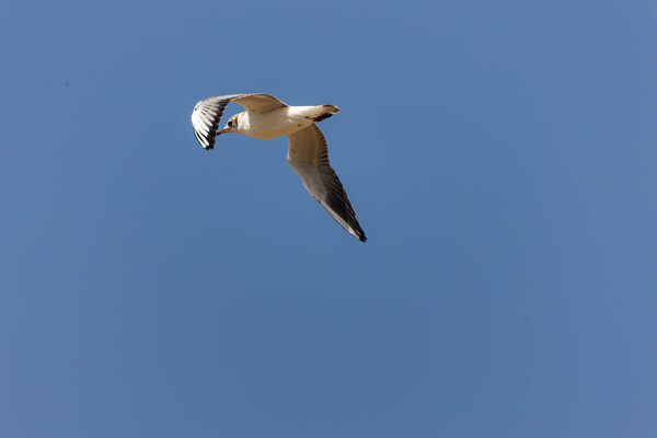 Mouette rieuse