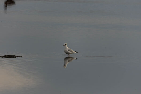 Mouette rieuse