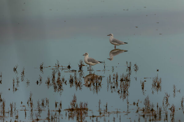 Mouette rieuse