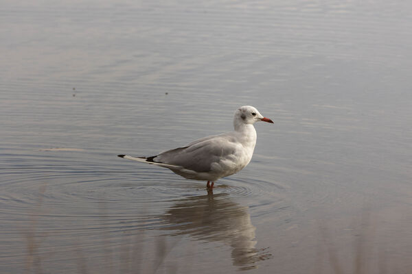 Mouette rieuse