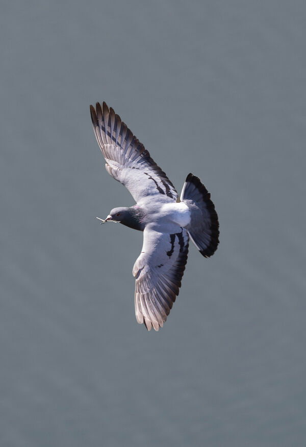 Pigeon biset