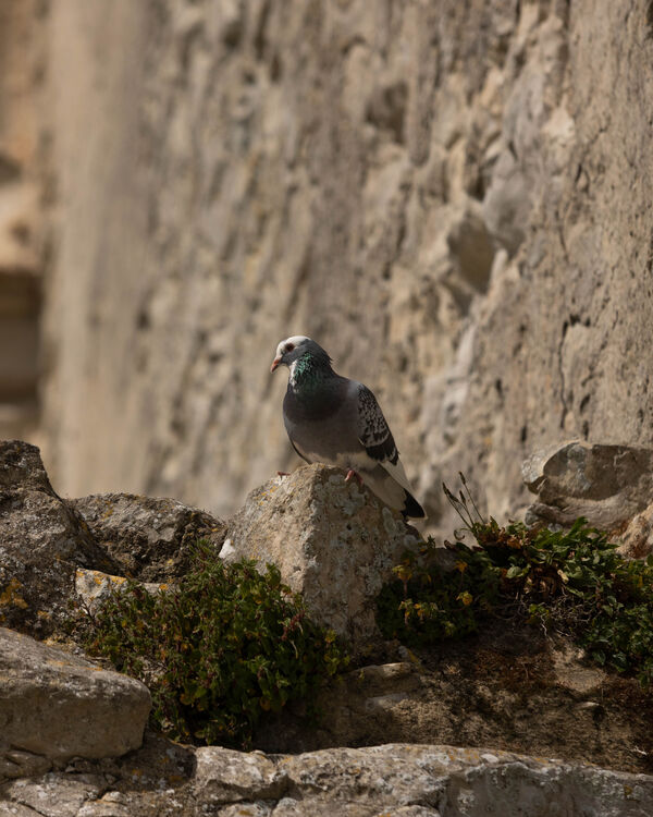Pigeon biset