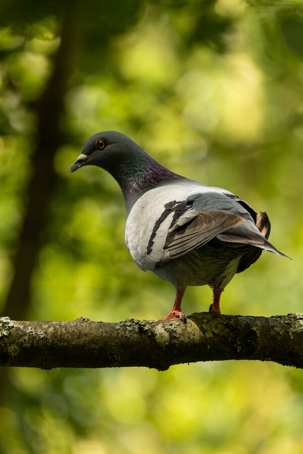 Pigeon biset