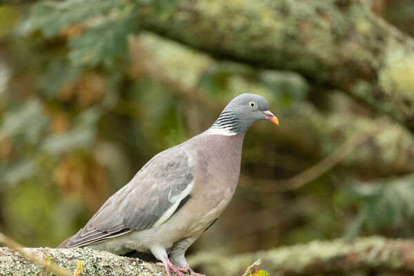 Pigeon ramier