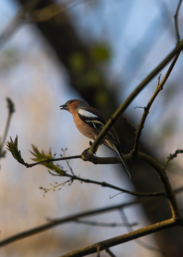Pinson des arbres