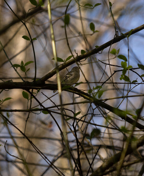 Pinson des arbres