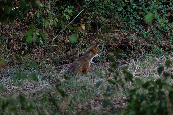 Renard roux