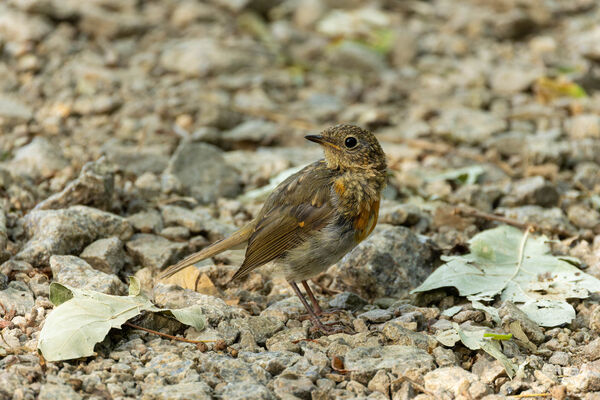 Rouge-gorge familier