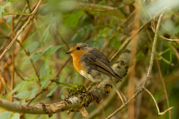 Rouge-gorge familier