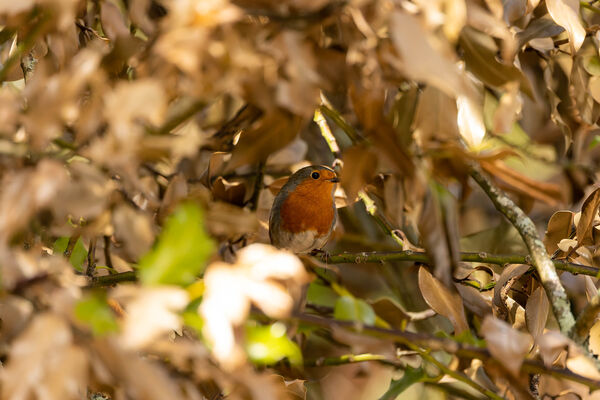 Rouge-gorge familier