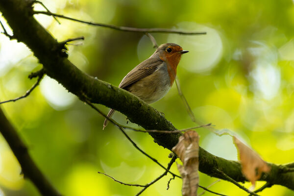 Rouge-gorge familier