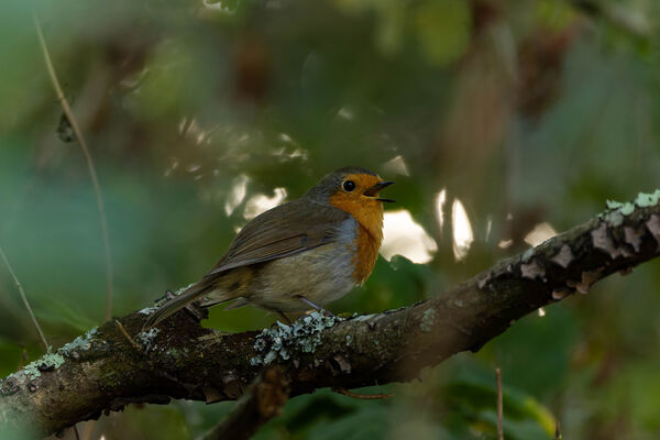 Rouge-gorge familier
