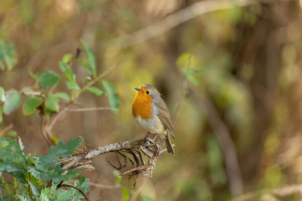 Rouge-gorge familier