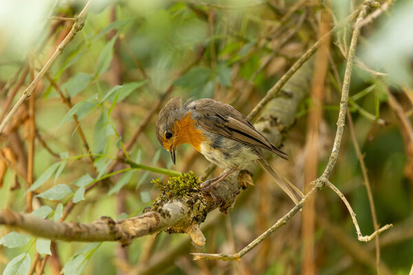 Rouge-gorge familier
