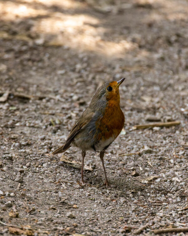 Rouge-gorge familier
