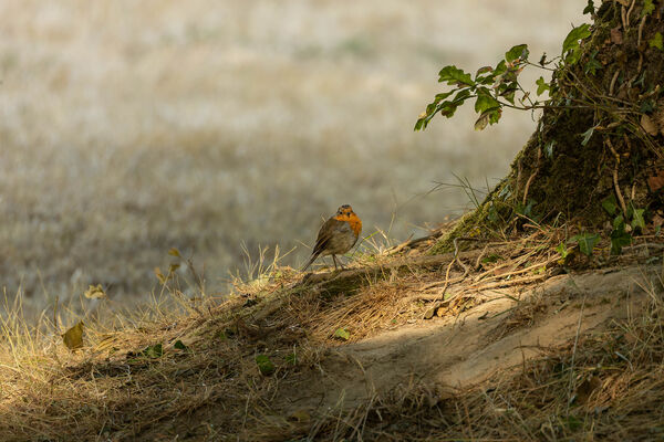 Rouge-gorge familier