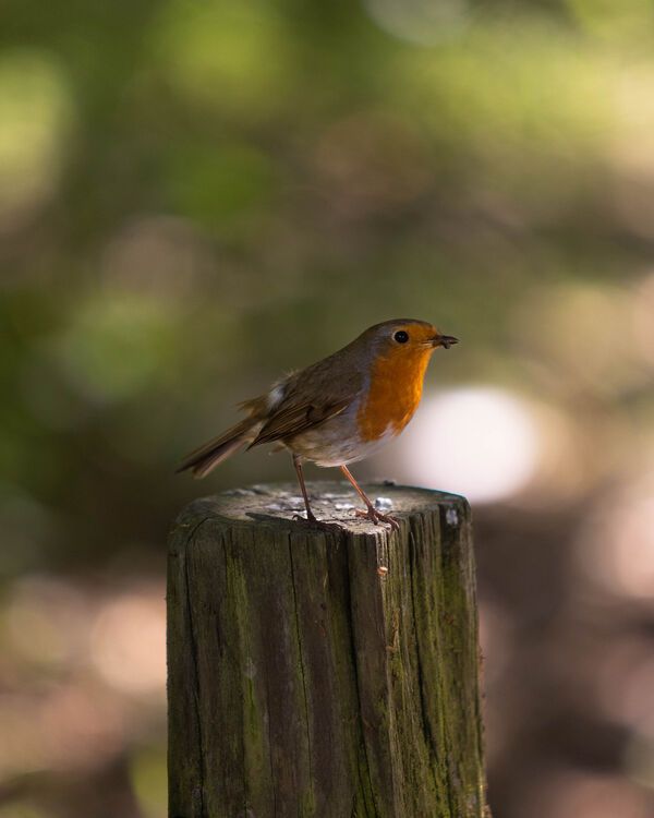 Rouge-gorge familier
