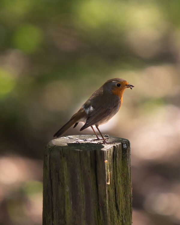 Rouge-gorge familier