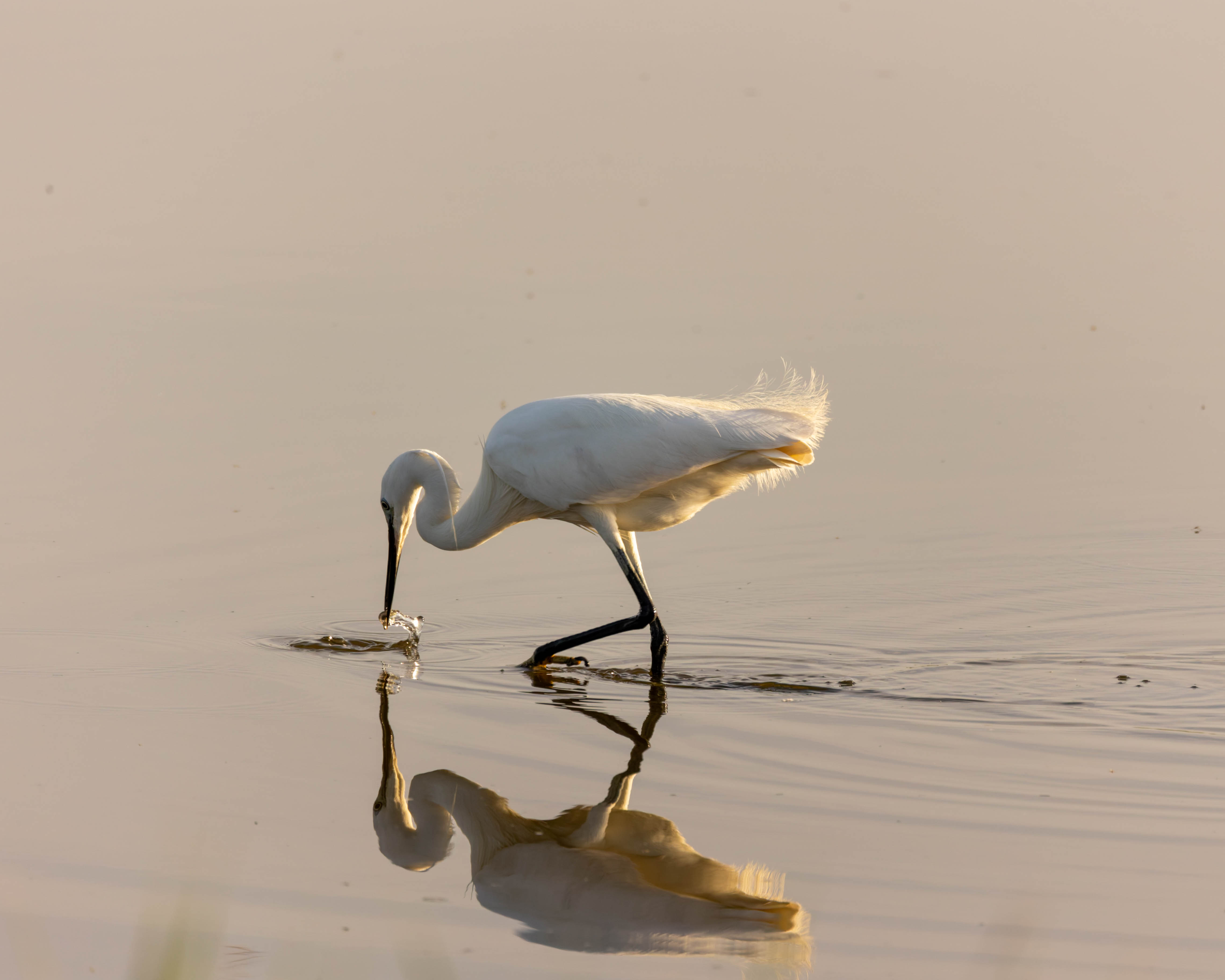 Aigrette garzette