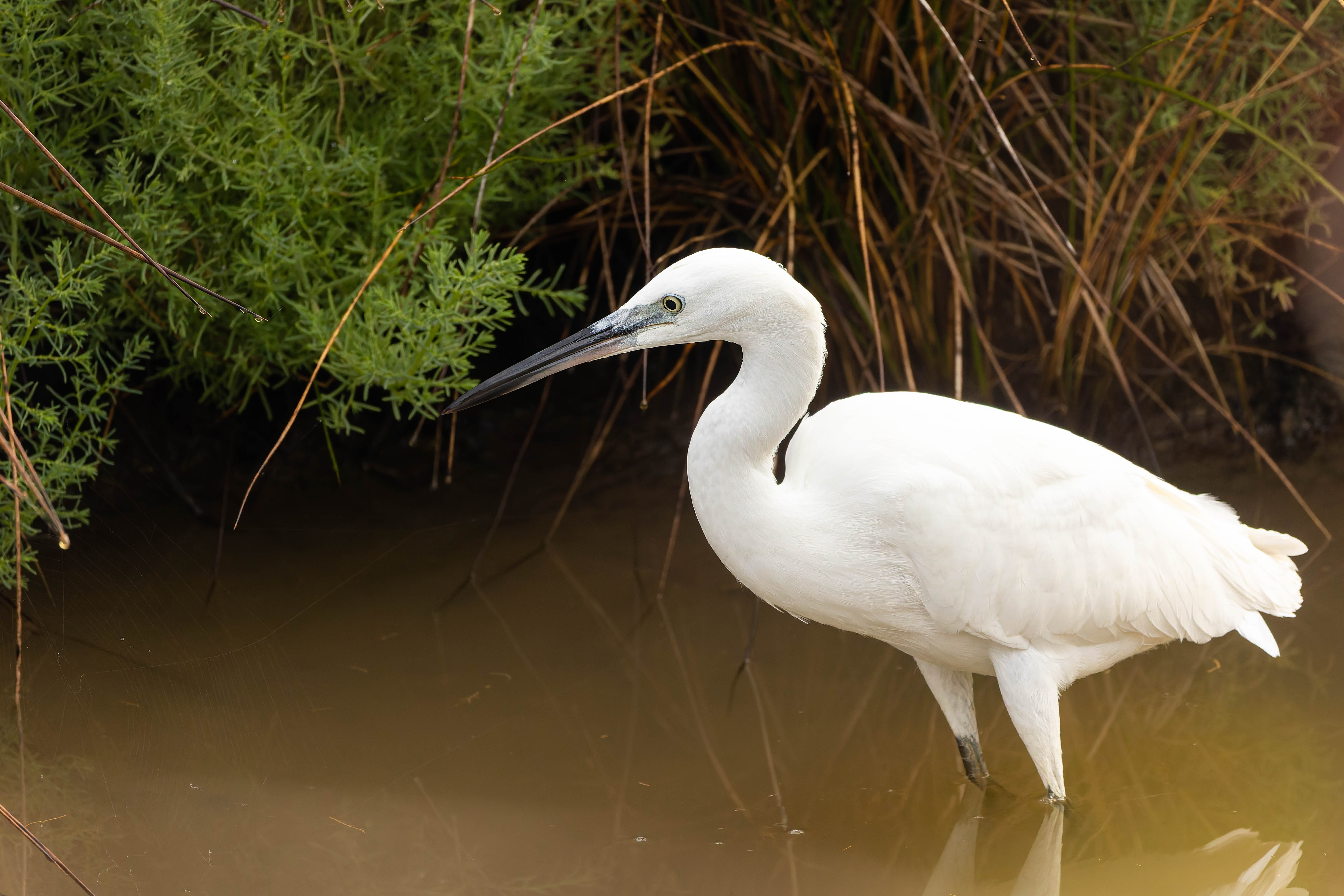 Aigrette garzette