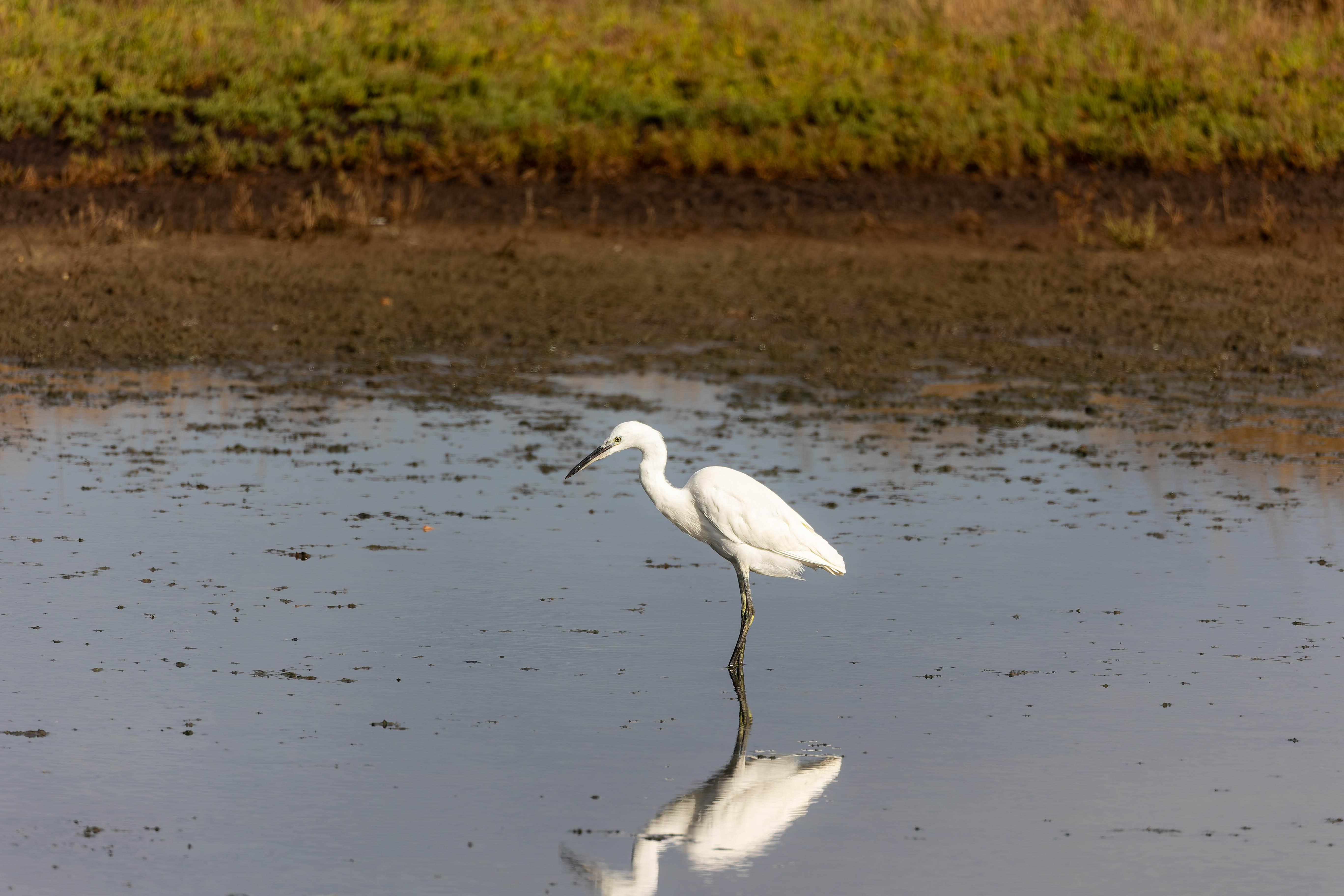 Aigrette garzette