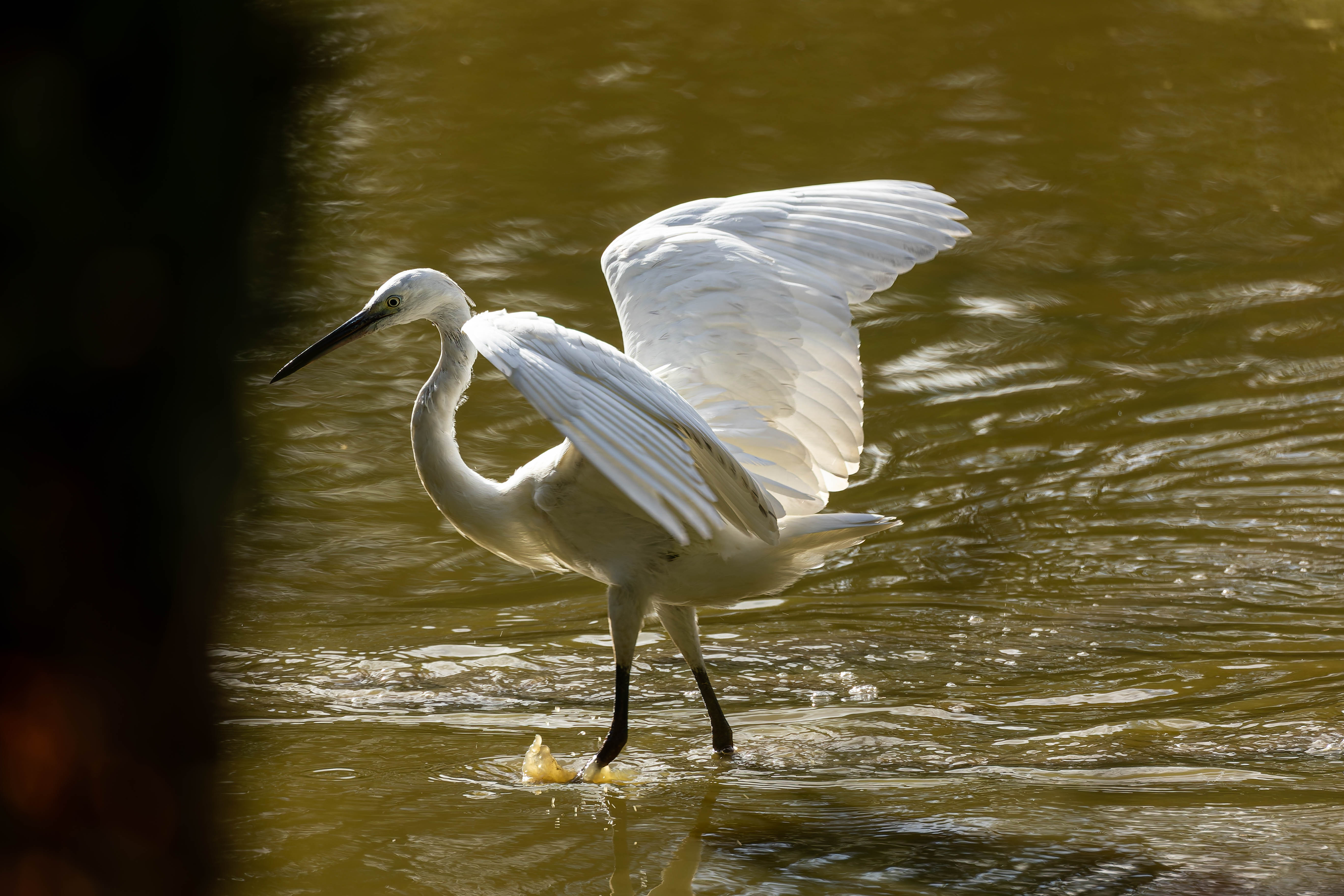 Aigrette garzette
