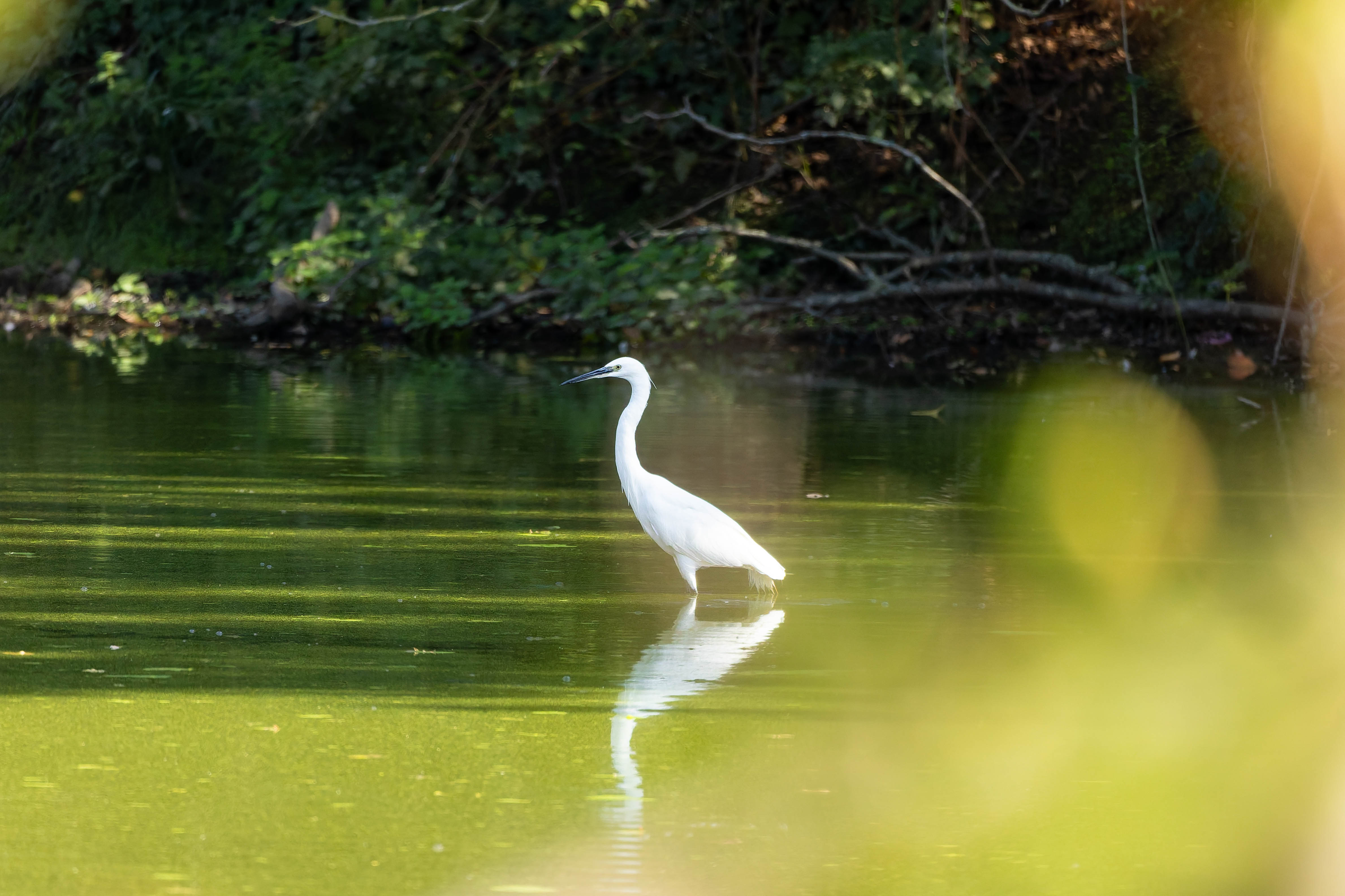 Aigrette garzette