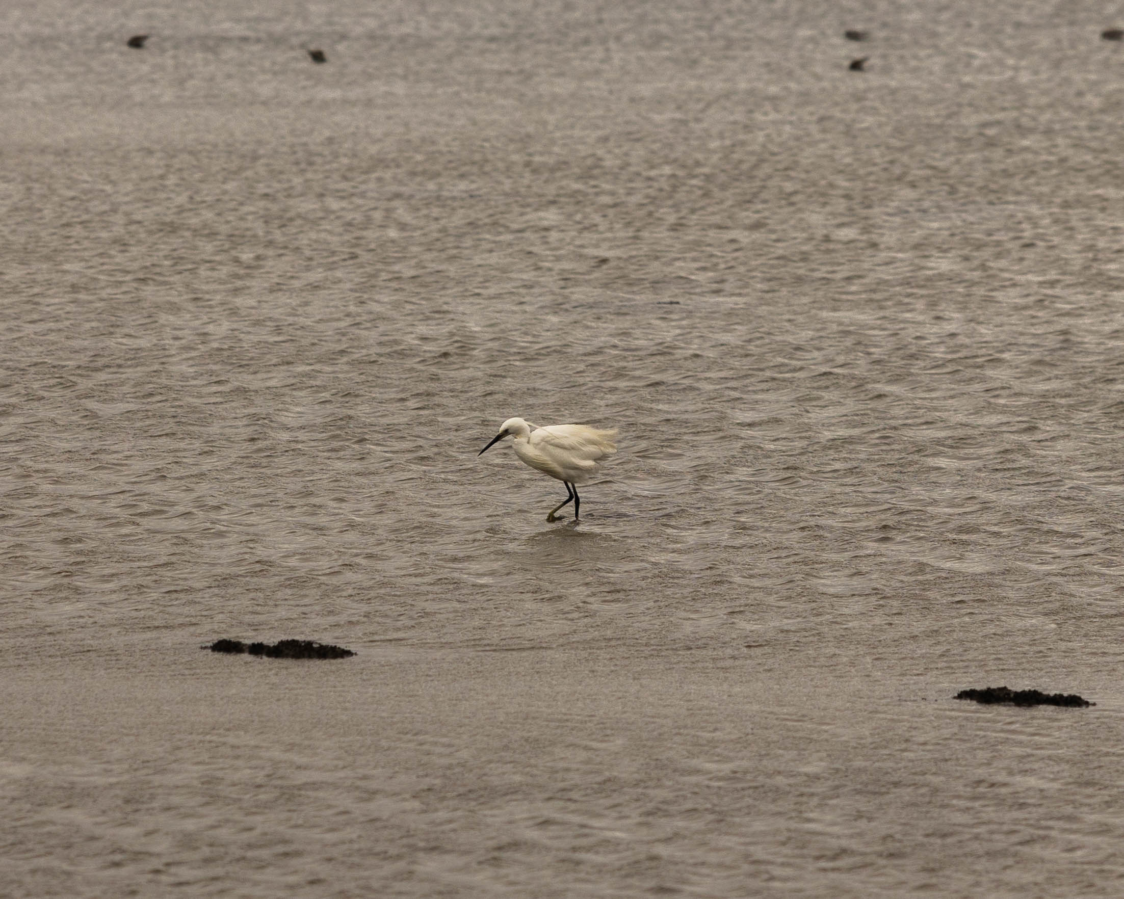 Aigrette garzette