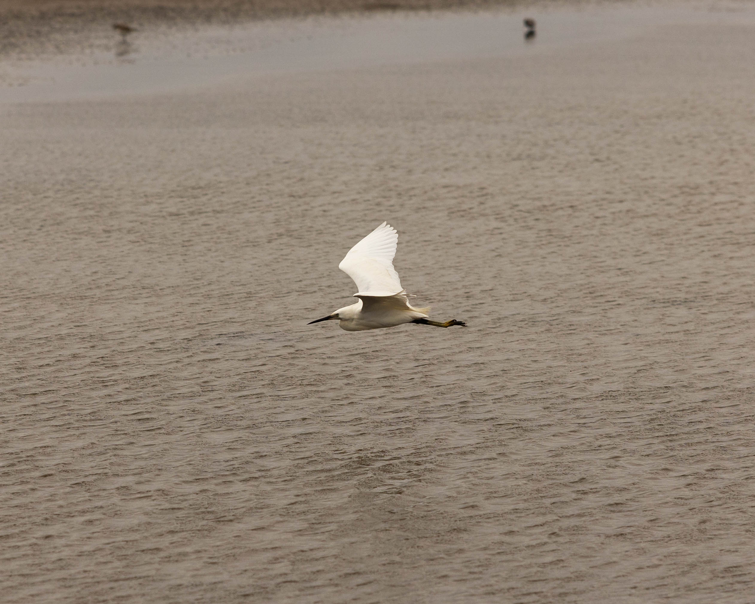 Aigrette garzette
