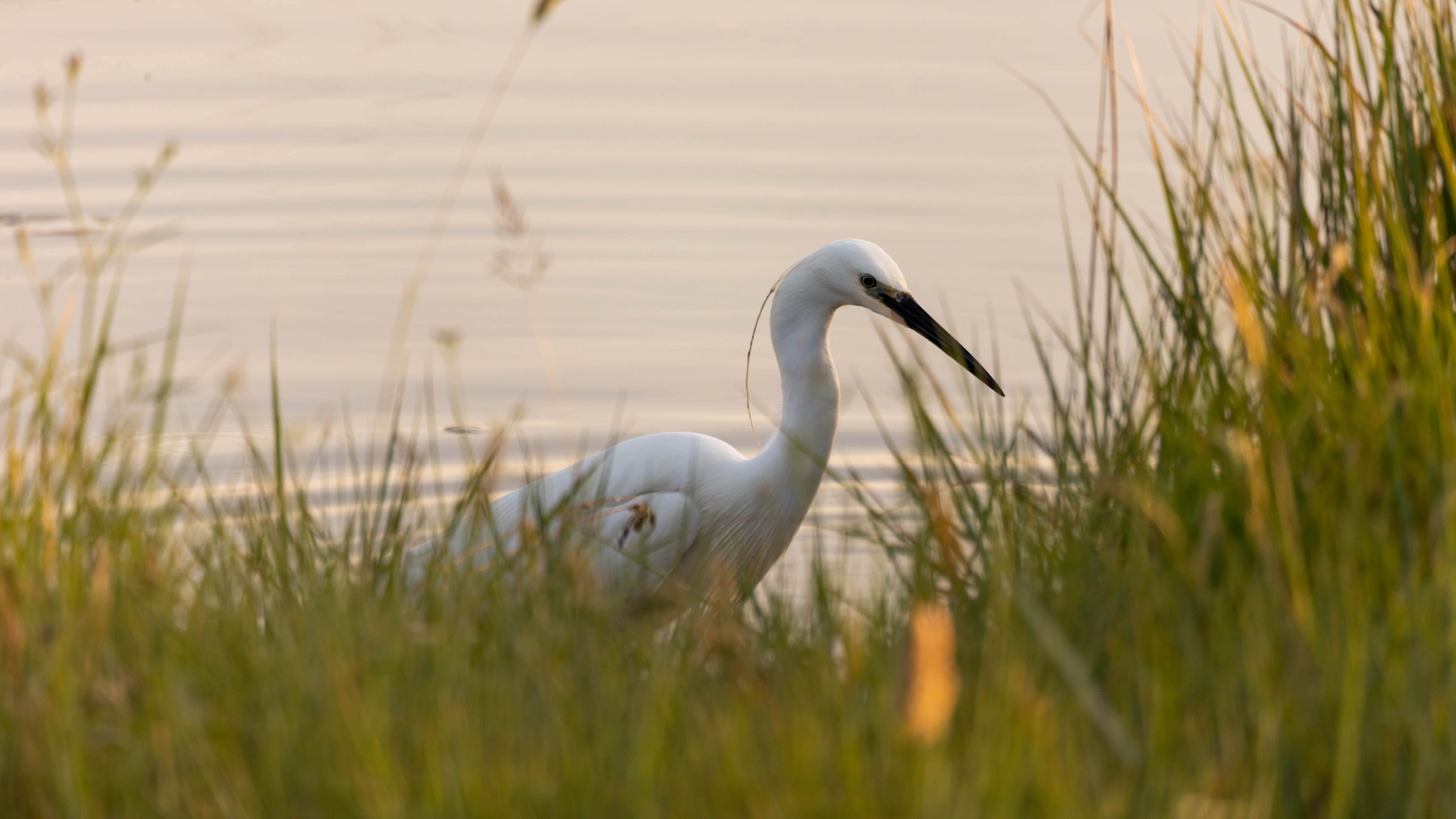 Aigrette garzette