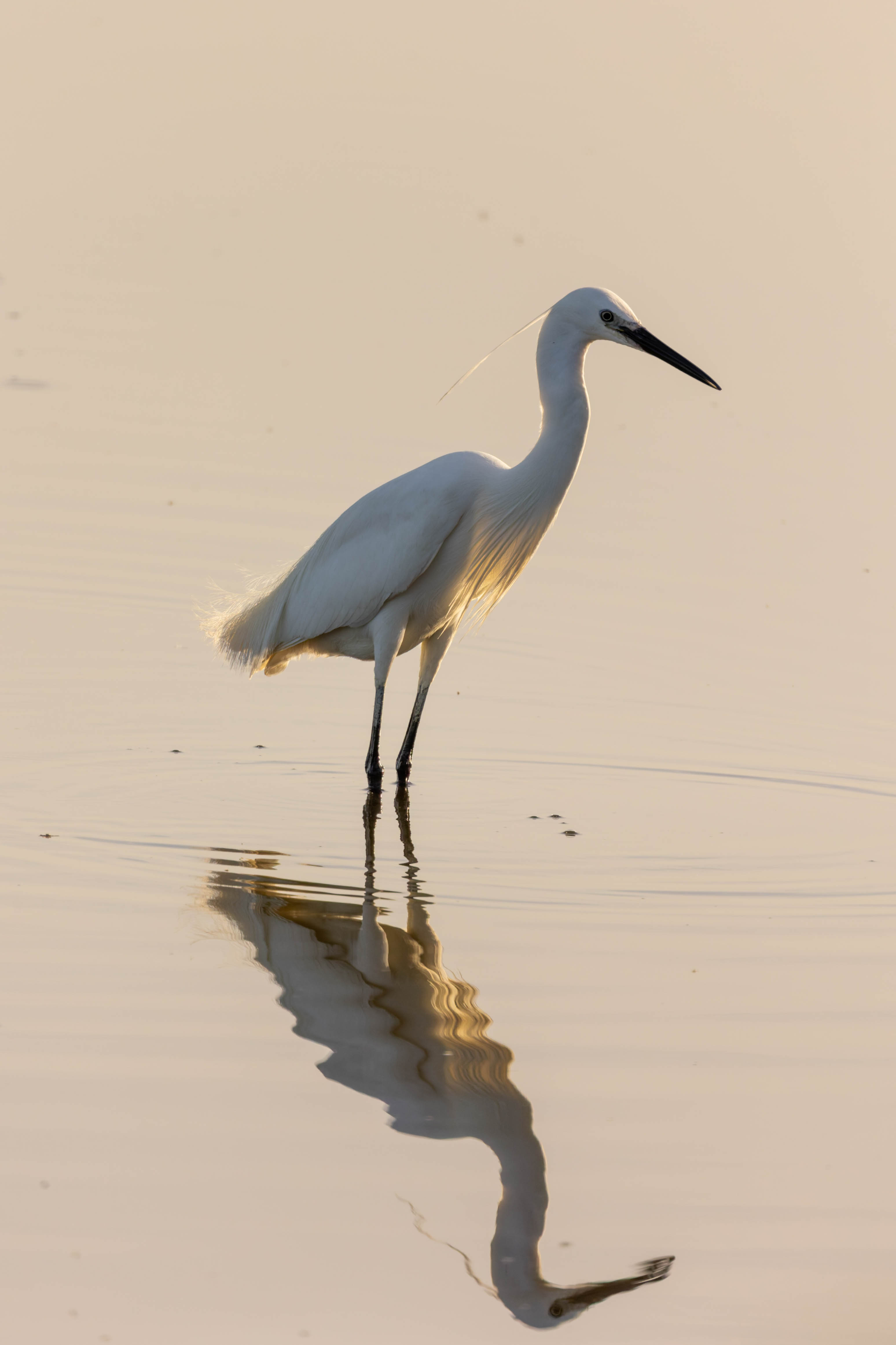 Aigrette garzette