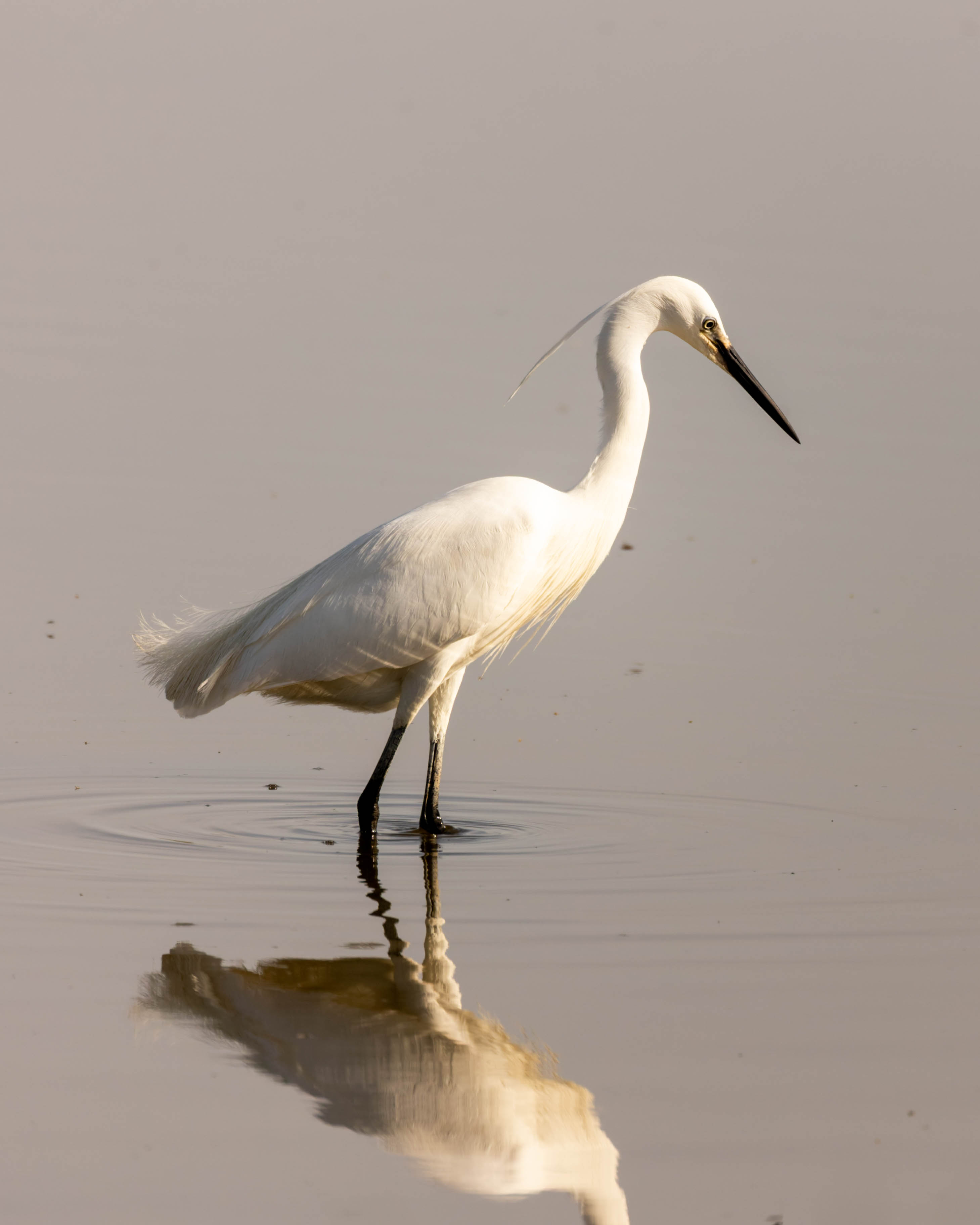 Aigrette garzette