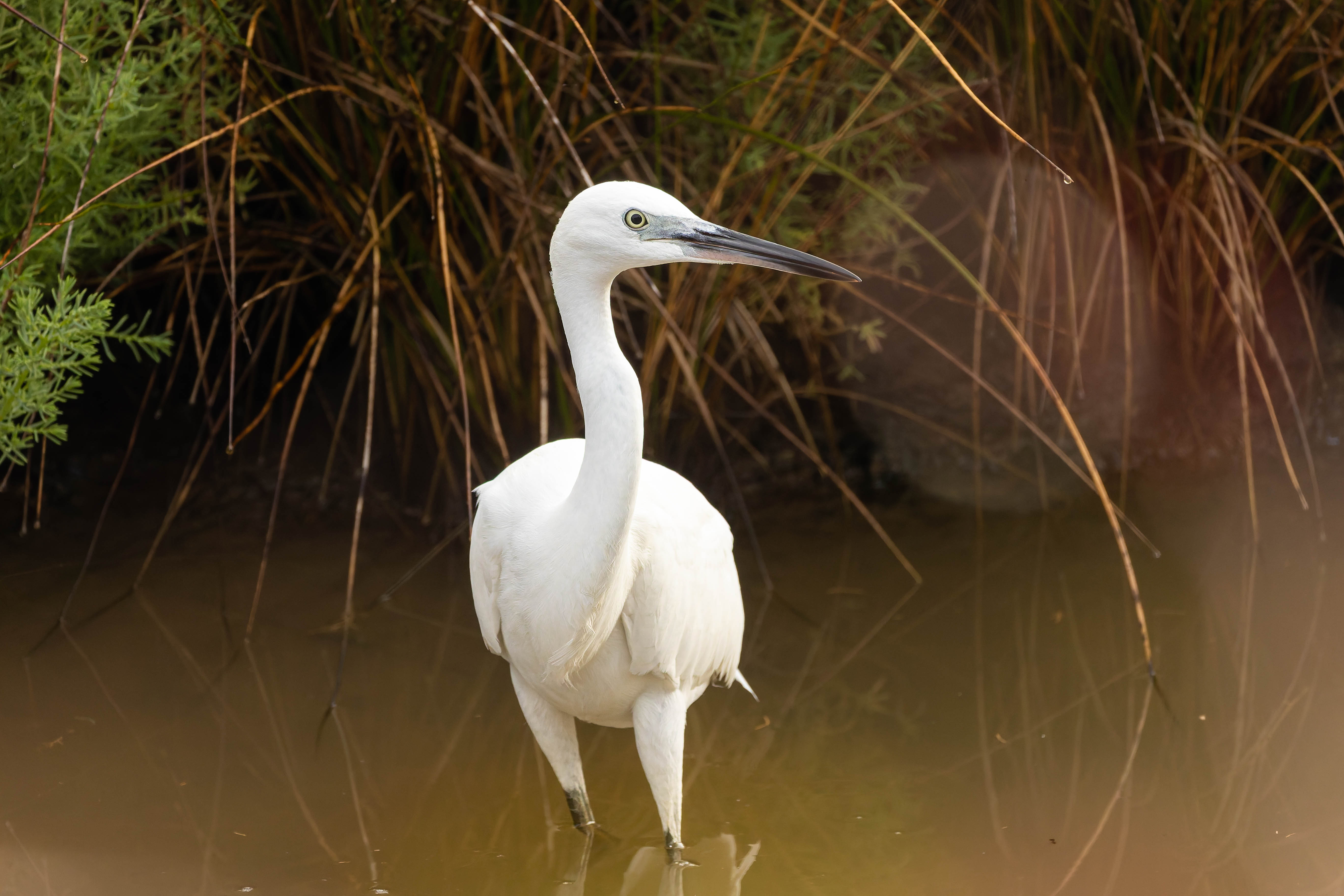 Aigrette garzette