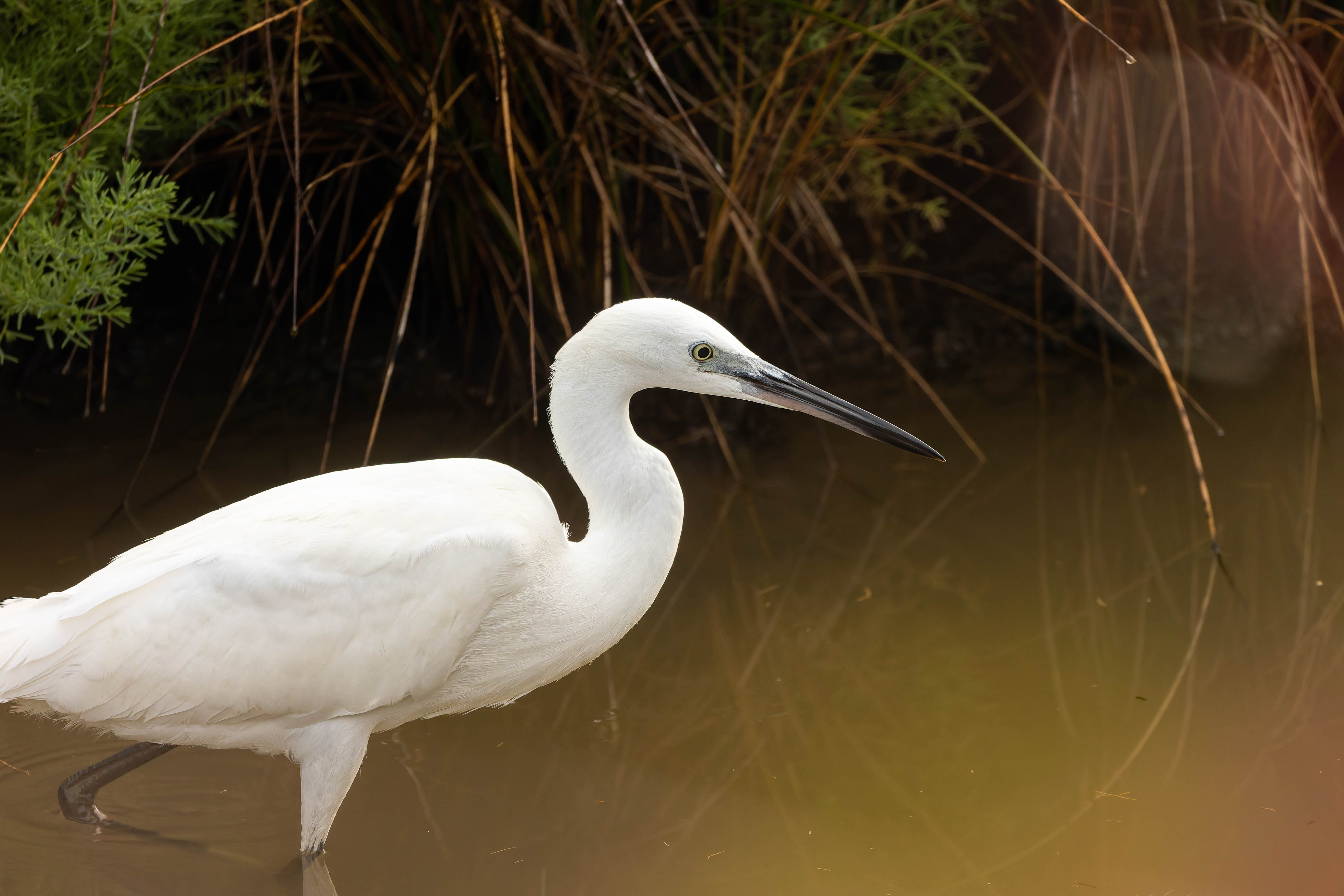Aigrette garzette